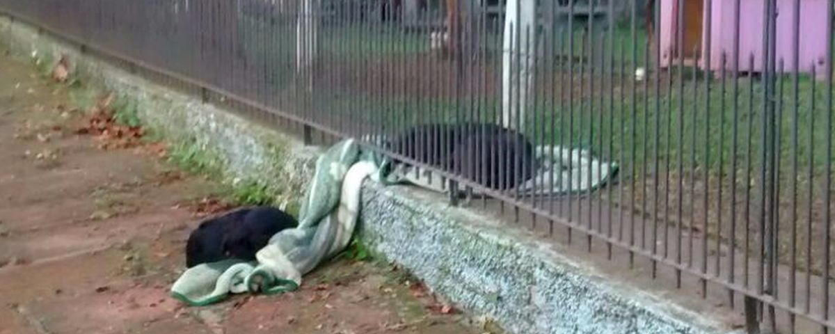 Cachorrinha dá um exemplo de generosidade no Rio Grande do Sul Foto: Divulgação