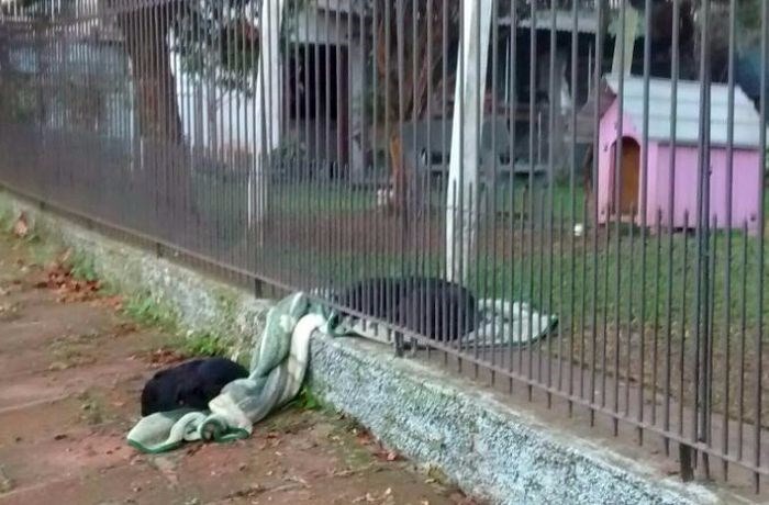 Cachorrinha dá um exemplo de generosidade no Rio Grande do Sul Foto: Divulgação