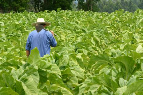 Agricultura não ficou imune à crise. No entanto, foi o setor que fechou menos vagas. (Foto: Uagro)