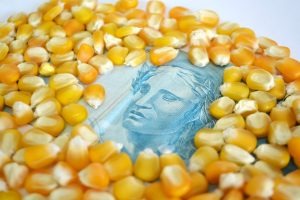Conab divulga novos leilões para escoamento de milho de MS Foto: Divulgação