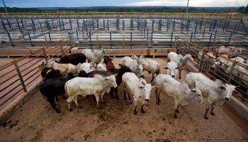 Ministério fará “teste cego” com vacinas aplicadas em bovinos Foto: Divulgação