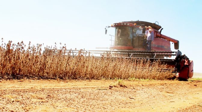Plantio da Safra 2018/19 de milho deve atingir 9 milhões de toneladas em MS