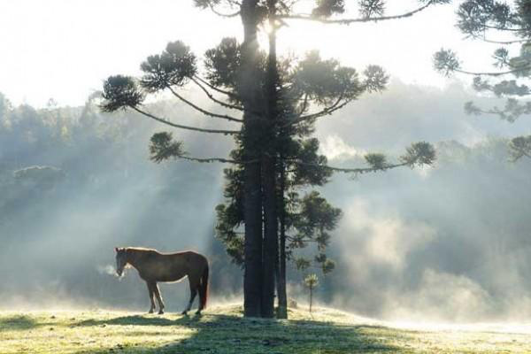Chuvas continuam em Manaus e Paraná tem amanhecer mais frio do ano Chuvas continuam em Manaus e Paraná tem amanhecer mais frio do ano
