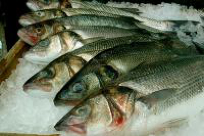 PMA começa hoje (9) o controle de estoques de pescados em Campo Grande