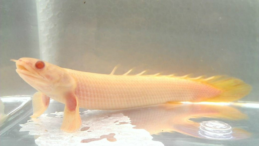 Incrível: cientistas criam peixes que andam fora d’água Incrível: cientistas criam peixes que andam fora d’água