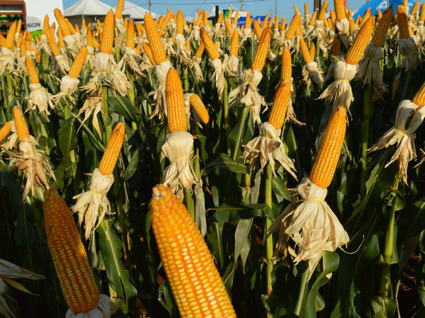 Interação, multimídia e inovação marcam edição 2017 do Showtec Showtec apresentou mais de 500 novas tecnologias para a agricultura e pecuária (Foto: Anderson Viegas/G1 MS)