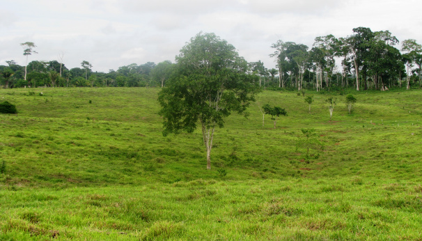 Reforma de pastagem: instrumento de sucesso para pecuária leiteira