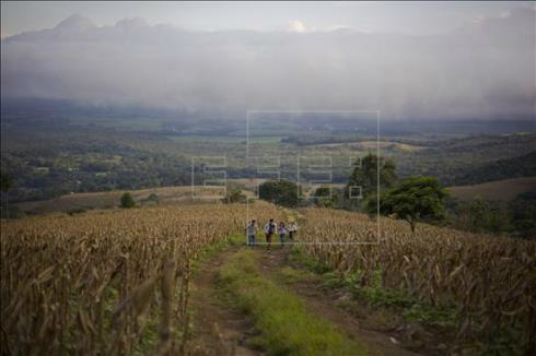 Produção brasileira de milho supera pela 1ª vez à de soja desde 2002 Segundo o IBGE, isso se deveu à falta de chuvas regulares na região sul do país e nos estados de Mato Grosso do Sul, Bahia e Piauí. EFE/Arquivo