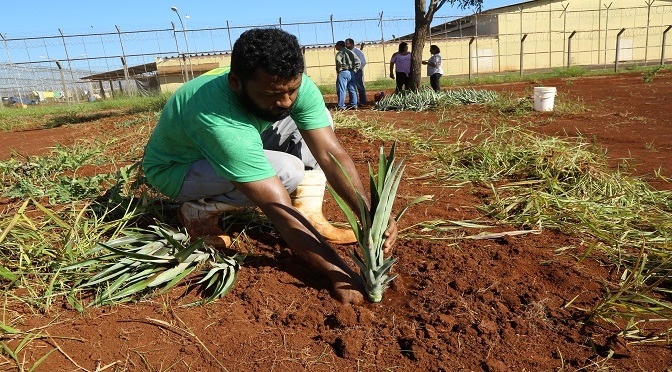 Detentos de Dourados iniciam para o Banco de Alimentos do Município Detentos de Dourados iniciam para o Banco de Alimentos do Município