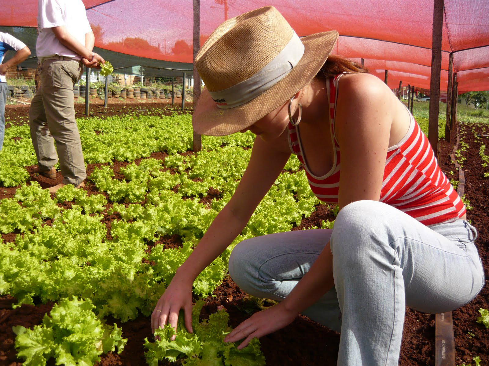Curso técnico em agronegócio do Senar oferece 100 vagas em MS (Foto: Divulgação)