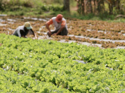 Brasileiro é contra agrotóxicos e a favor de pequeno produtor, diz pesquisa