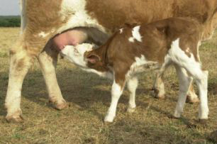 Lei regulariza as atividades de pesquisa, produção, importação e comercialização de animais clonados