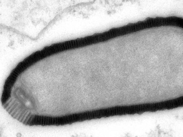 Os cientistas afirmam que não há risco de o contágio representar qualquer perigo para humanos ou animais 