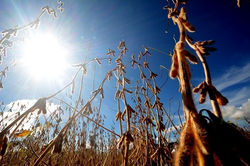 Colheita da soja em área plantada em MS chega a 60% Expansão ainda não se refletiu no plantio da safrinha, que está em 40% - Foto: Valdenir Rezende / Correio do Estado