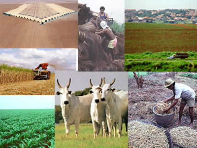 O agronegócio está se consolidando como o grande inimigo do Brasil
