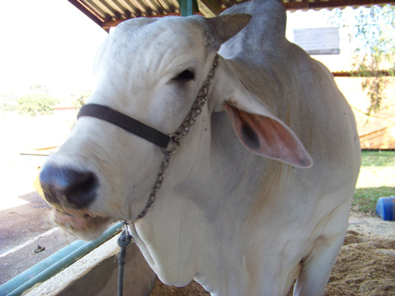 Exportação de carne bovina in natura tem aumento de 64% em MS