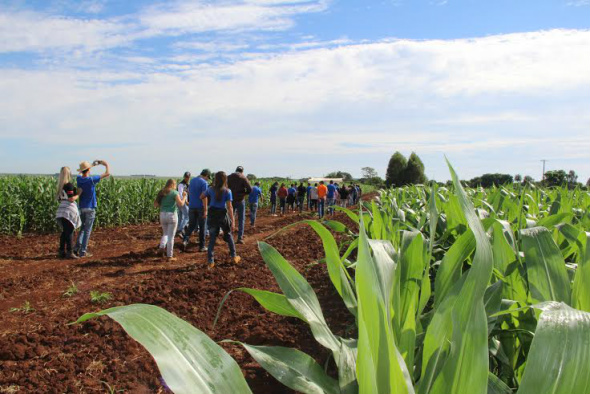 Agropecuária mantém crescimento na economia brasileira Coopersa desenvolve importantes trabalhos de pesquisa para o setor rural de Amambai e região / Foto: Assessoria