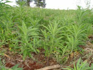 Incidência de buva registra aumento em lavouras de MS Planta invasora pode comprometer a produtividade das plantações de soja