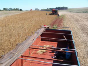 Mato Grosso do Sul, segundo levantamento divulgado pela (Conab) deve sofrer na safra 2011/2012 uma queda de 10,9% na produção de soja