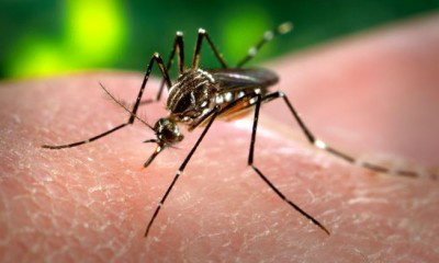 Goiás confirma dois casos de febre amarela Goiás confirma dois casos de febre amarela