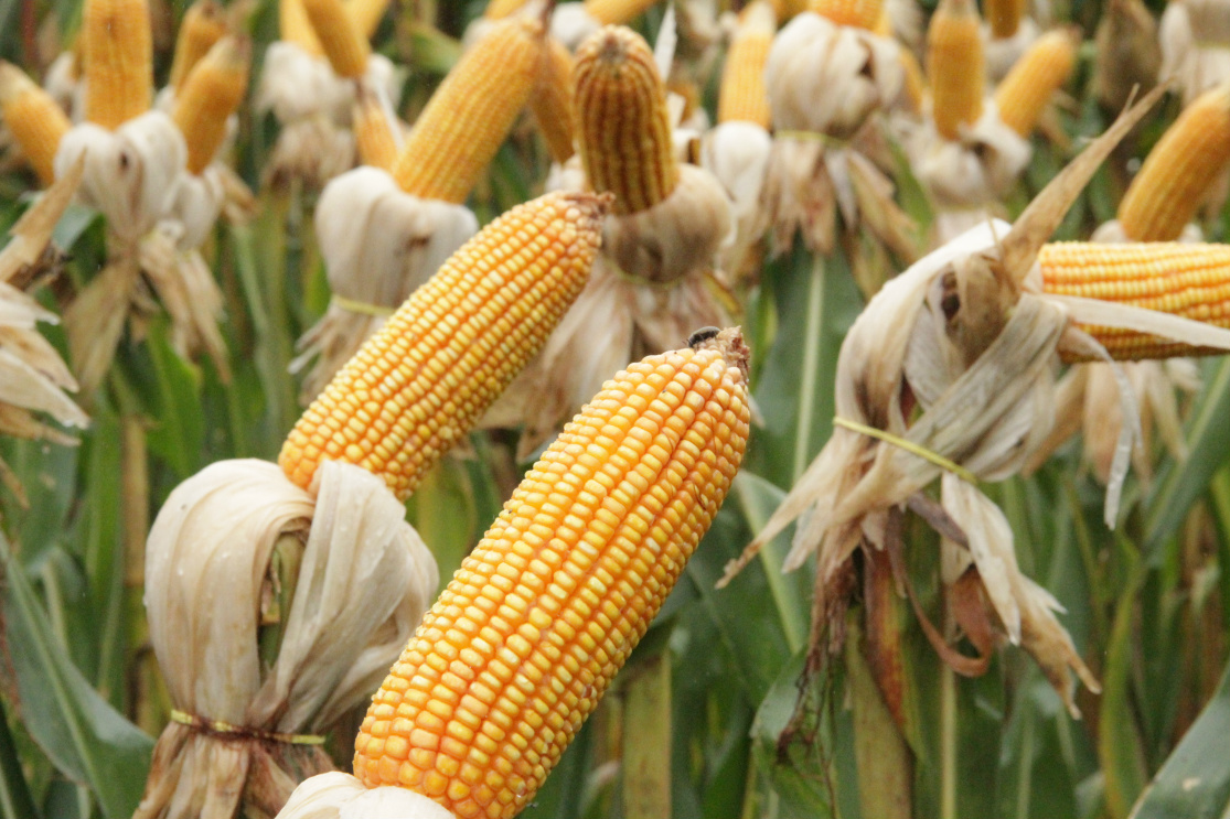 Escola Agrícola de Amambai recebe Dia de Campo da Fundação MS Os Dias de Campo são de grande importância para a produção agropecuária de Amambai / Foto: Assessoria