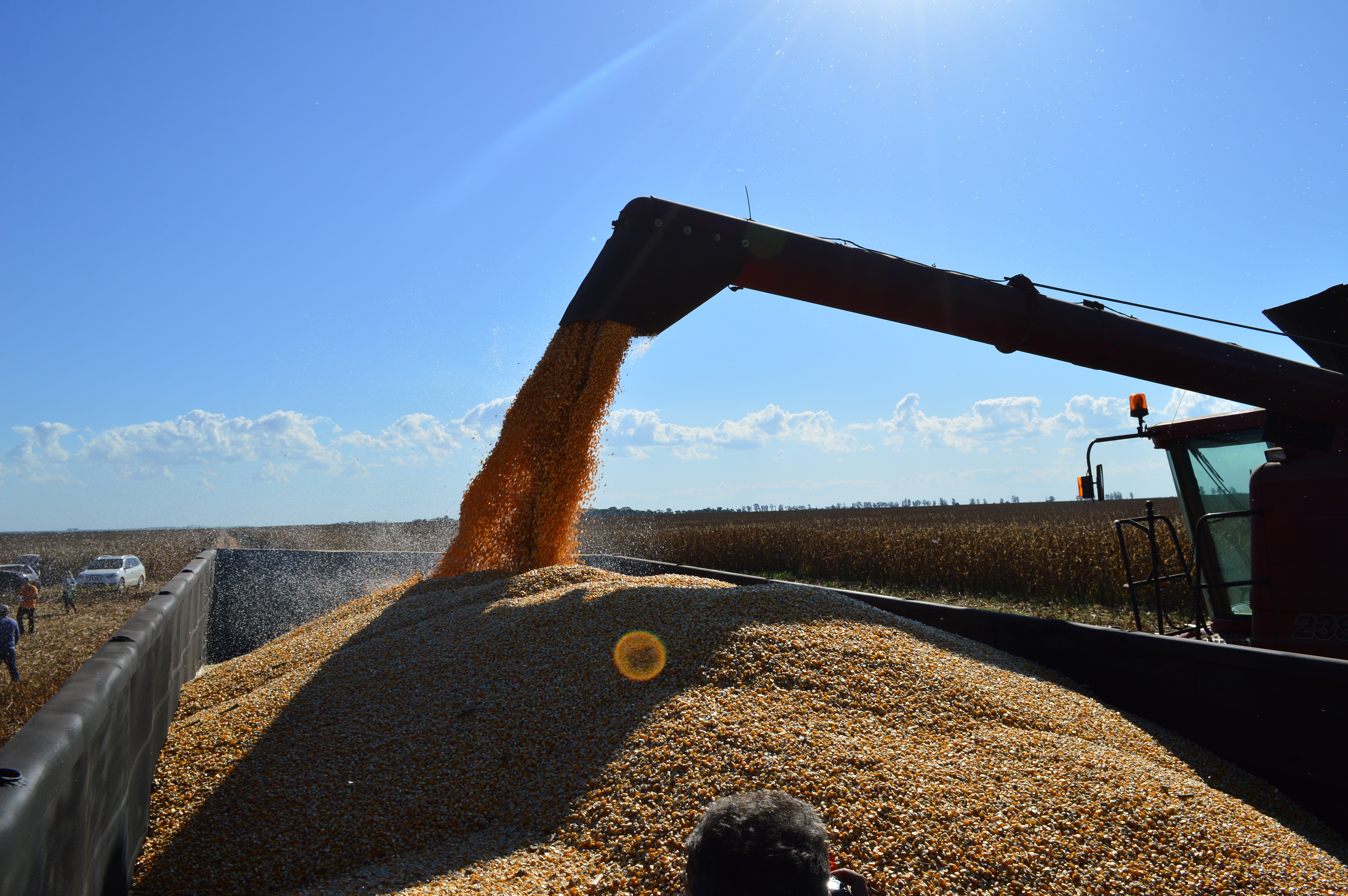 Demanda internacional pode impulsionar preço do milho