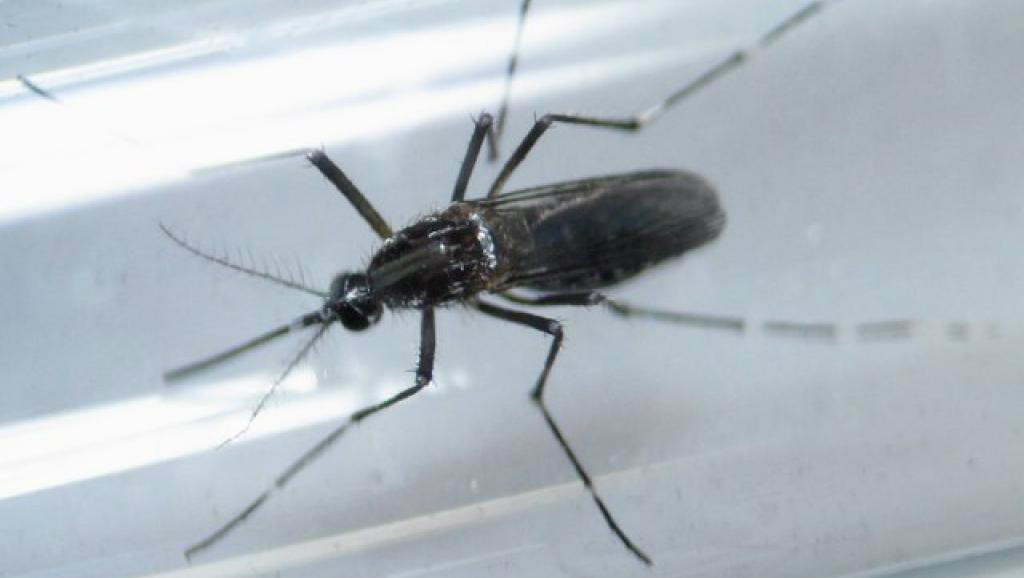 Cabo Verde com três casos de microcefalia devido a zika Aedes Aegyptis, o mosquito transmissor do vírus zika, que fez a primeira vítima contaminada nos Estados Unidos.