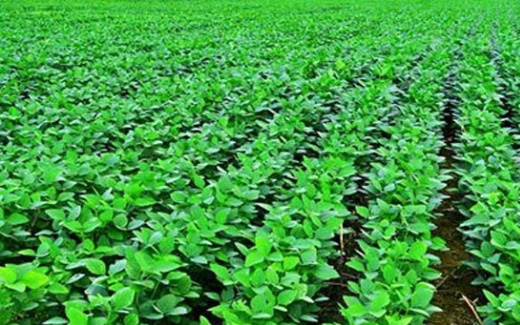 O estimado veio bem abaixo do registrado no relatório anterior, quando foram estimadas 57 milhões de toneladas.