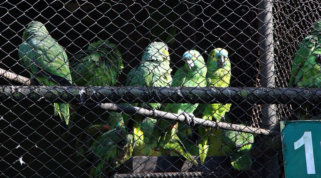Mato Grosso do Sul está na rota do tráfico de animais e papagaios são aves mais penalizadas.Foto: Divulgação 