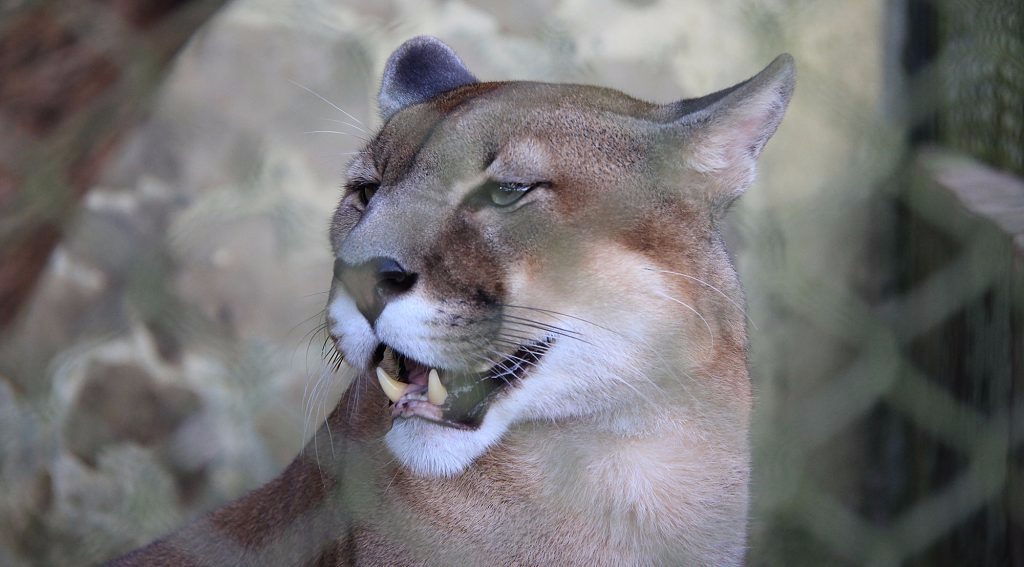 Onça abrigada pelo Cras foi retirada ilegalmente da natureza ainda filhote e não aprendeu a caçar, por isso tem poucas condições de ser reintroduzida ao seu habitat.Foto: Divulgação 