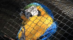 Quem encontrar animal silvestre fora da natureza pode acionar a Polícia Militar Ambiental.Foto: Divulgação 