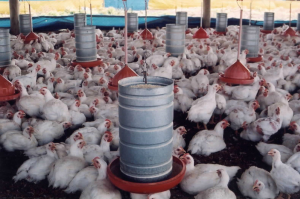 Manejo adequado de aves minimiza perdas