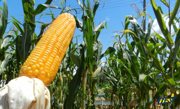 Milho safrinha aumenta área cultivada na atual safra segundo IBGE Milho safrinha aumenta área cultivada na atual safra segundo IBGE