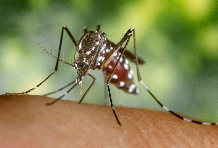 Morador de Vitória morre em João Pessoa com suspeita de febre amarela Morador de Vitória morre em João Pessoa com suspeita de febre amarela