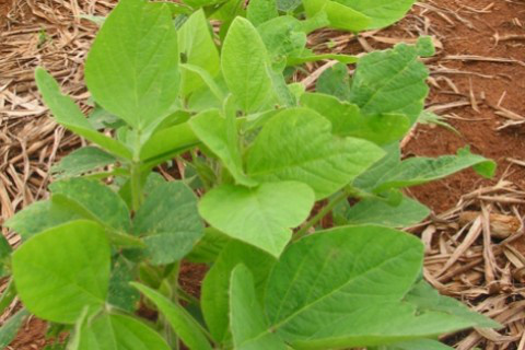 Retirada de 180 agroquímicos do mercado terá impacto na produtividade