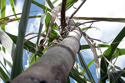 MS abre safra nacional da cana 2013/2014 com inauguração de Usina em Ivinhema