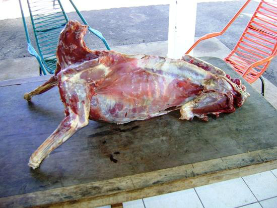 PRE prende e PMA autua caçador com animal abatido, armas e munições