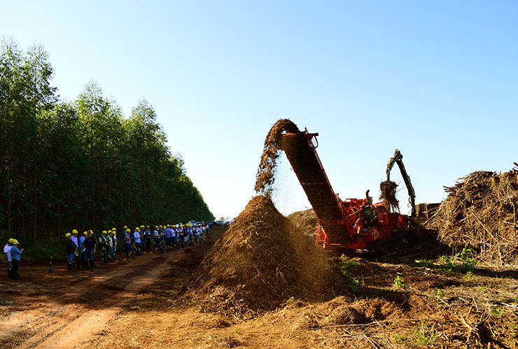 Produção de biomassa atrai 160 pessoas no Dia de Campo do programa Mais Floresta Produção de biomassa atrai 160 pessoas no Dia de Campo do programa Mais Floresta