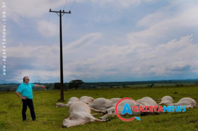 Animais foram atingidos em propriedade rural