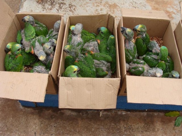 Em 2018, traficantes foram flagrados com 143 animais silvestres em MS Dos animais apreendidos, 98% eram papagaios (Foto/Divulgação: PMA)