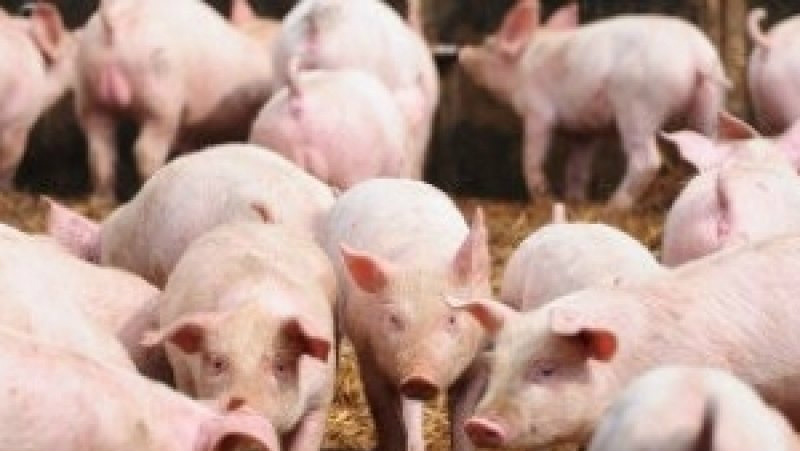Com recuperação insuficiente, suinocultura vive fim de ano negativo