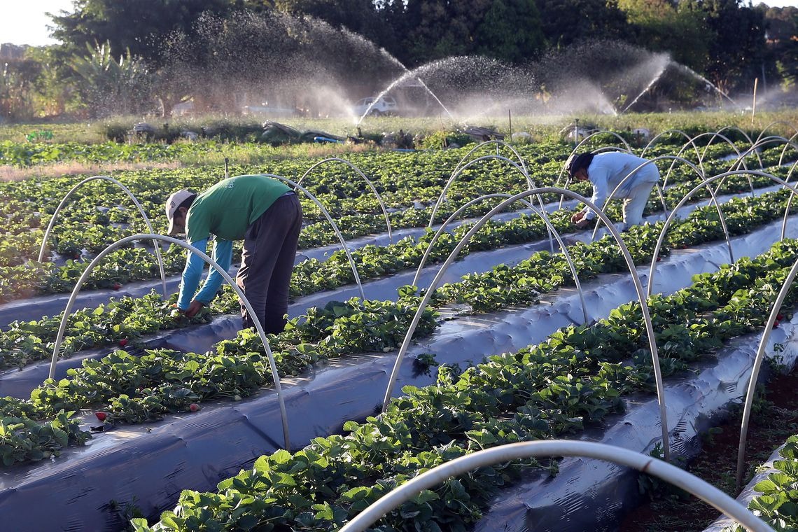 Cresce número de agricultores com acesso ao seguro rural Valter Campanato/Agência Brasil
