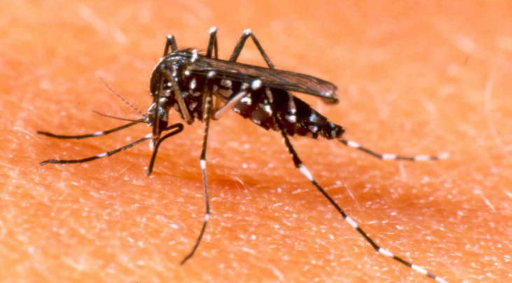 Ministério da Saúde registra 1,5 milhão de casos de dengue no país em 2015