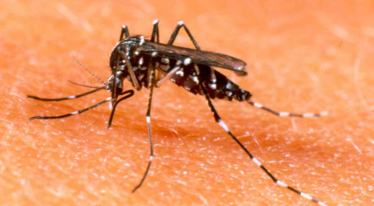 Ministério da Saúde registra 1,5 milhão de casos de dengue no país em 2015 Ministério da Saúde registra 1,5 milhão de casos de dengue no país em 2015