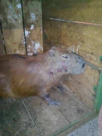 Capivara capturada no Tiradentes - Campo GrandeFoto: Divulgação 