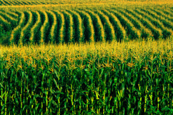 Rendimento cai e safra de milho de MS tem produção 8,4% menor