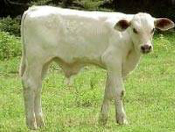 Técnica de Abate de Hiperprecoce desenvolvida por pecuarista de MS é destaque