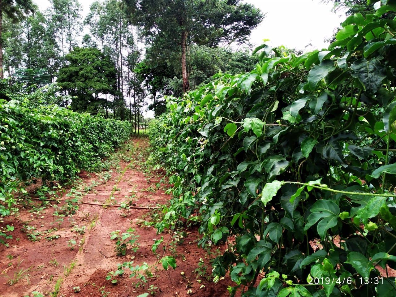 Produção de maracujá é forma de melhorar a renda de pequenos produtores Produção de maracujá teve início em Amambai em 2018. Hoje, cerca de 40 produtores participam do projeto / Fotos: Seagri