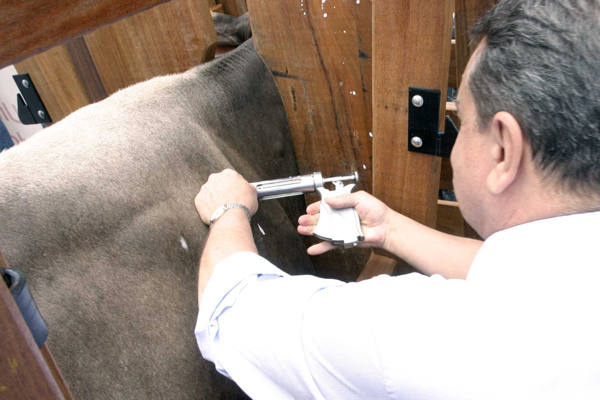 Ministério inicia vacinação contra febre aftosa