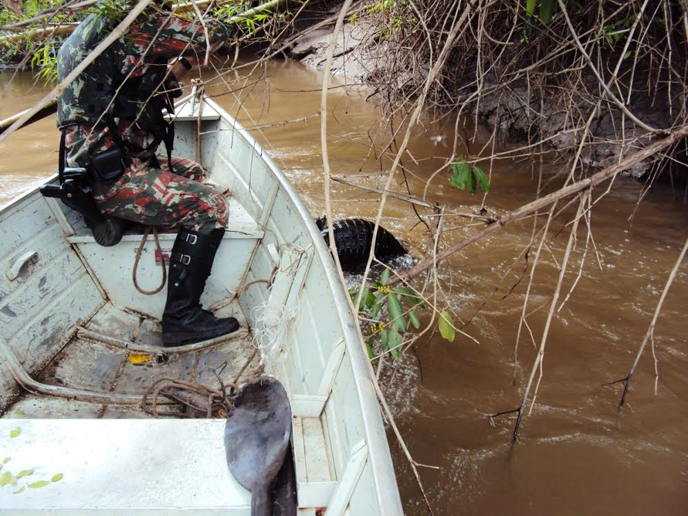  A PMA levou 20 minutos para libertar o animal em segurança, devido a agitação e estresse do bicho.